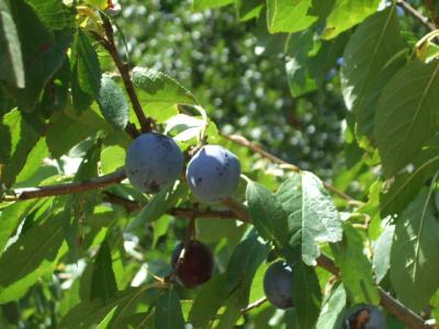 prunes-sur-l-arbre.jpg